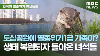 도심 호수공원에 멸종위기 1급 동물 가족이 산다..도시 생태 복원되자 돌아온 녀석들 [한국의 멸종위기 야생동물 '수달' 편] MBC뉴스 2023. 02.23