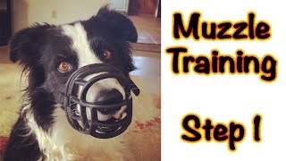 Muzzle Training: Step 1