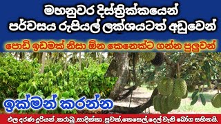 මහනුවර දිස්ත්‍රික්කයෙන් පර්චසය ලක්ශෙට අඩුවෙන් පොඩි ඉඩමක් | Land for sale in Arabekade Sri Lanka