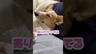 【癒し】飼い主にくっついて枕にして寝る犬 #コーギー #ちくわ #shorts