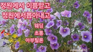 해마다뽑아내는 꽃/여름에도 예쁜꽃들/당아욱/솔잎도라지/핫립세이지