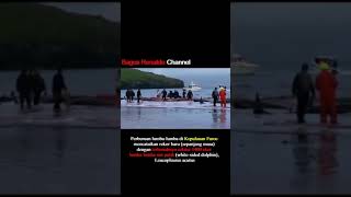 Lautan Darah Grindadrap, Tradisi Pembantaian Lumba-lumba Kep Faroe #shorts #faroeislands #viral #wow