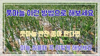 풋마늘 가을에 마늘 심을때 이런 방법으로 해보세요 텃밭농사 하신분들 보세요