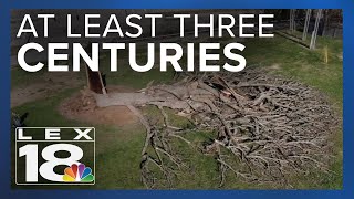Tree that stood for hundreds of years to be removed after storm damage