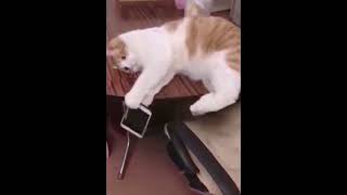THE BEST, FUNNIEST AND CUTE CAT VIDEOS | ENTERTAINMENT WITH ANIMALS | HUMOR | JOKES | #4 | 2021-2022