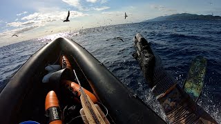 Spearfishing big Yellowfin tuna out of giant bait ball