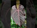 Tanaman Sultan Anthurium Zara x Michelle