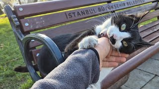 Tuxedo cat bites my hand when I touch it.