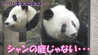 10/14【午前編】台風でシャンシャンの匂いが消えちゃった！朝から落ち着かずずっとウロウロ…上野動物園【パンダ生活チャンネル】