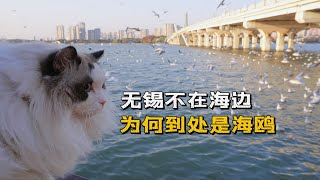 Wuxi, a non coastal city surrounded by countless seagulls今年冬天，来无锡看海鸥吗？比海边还多的那种