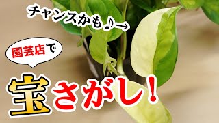 あの観葉植物の中に、”お宝”が眠っているかも！？【ポトス】