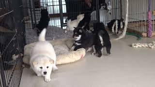 登園してきた2月生まれの柴犬子犬