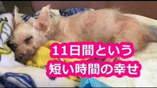 【涙腺】シェルターから犬を保護した夫妻。胸が痛む１１日間の記録