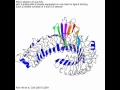 Toll like receptor 4