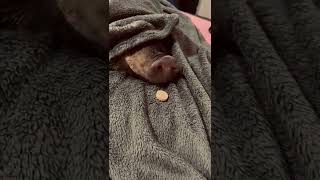 Pig smells food from under blanket and grabs it! #shorts