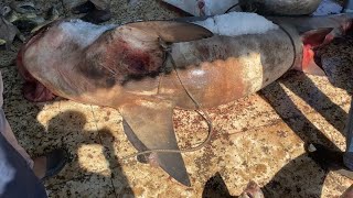 কক্সবাজারে ৩০০ কেজি ওজনের হাঙ্গর॥300 KG Shark in Cox's bazar।