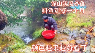 深山溪流养鱼第69天，鲟鱼观察了一个月没问题。娃娃鱼状态也很好