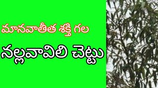 మానవాతీత శక్తి గల నల్ల వావిలి చెట్టు ఉపయోగాలు  use of nalla vavili tree