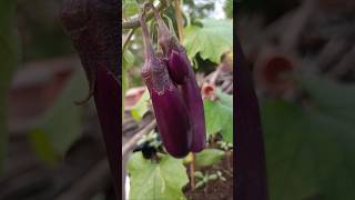 పొడుగు వంకాయ elongated eggplant #trending  #terracegardener #terracegardning #eggplant #shortsfeed