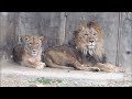 八木山zoo ライオン サン と なお 31 lion sun and nao episode31 yagiyama zoo 八木山動物公園