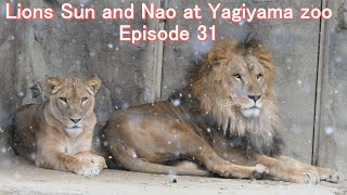 八木山zoo ライオン サン と なお 31 Lion Sun and Nao Episode31 Yagiyama zoo 八木山動物公園