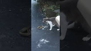 危険注意ねこ猫対ヘビの戦い