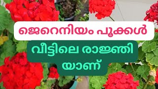 ജെറെനിയം പൂക്കൾ ഉണ്ടെങ്കിൽ പൂന്തോട്ടം വെട്ടിത്തിളങ്ങും 🌹🌹