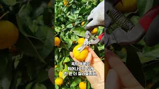 찐도민이 알려주는 새콤달콤 맛있는 귤 따는 꿀팁🍊 #shorts