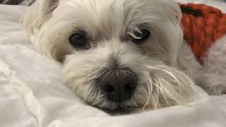 cute lhasa poo poodle mix