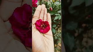 Rose 🌹🌹 flower threading short video 😍😍😍