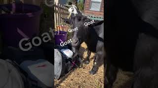 Surprising my goats for Christmas🤣 #goats #shorts #tiktok #goat #funny