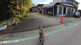 ぶどう農園の作業　愛犬と散歩　夕のルーティン　冷たい秋の風　 愛犬と畑を回る　生育状況　新品種　ぶどう農園　日々の暮らし　自然　ペット