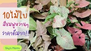 10 ไม้ใบสวย ต้นไม้ประเภท ซิงโกเนียม (syngonium) ตระกูลเงินไหลมา+ออมต่างๆ สวยหวานจับใจ @SkyPlants