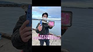 助松埠頭倉庫前でサビキ調査 fishingmax泉大津店