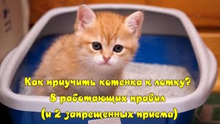 Как приучить котенка к лотку? How to teach a kitten to the tray?