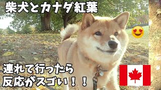 What happens when you walk with a Shiba Inu dog watching Autumn leaves in Canada ♪ Funny Reaction