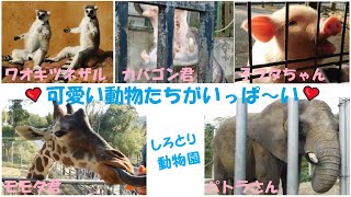 しろとり動物園の自由で可愛い動物たち♪　2021年10月・11月