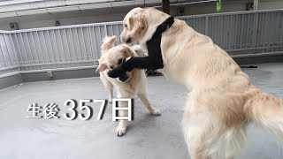 アイン村  チロの子生後357日目  マヨとお散歩 アウル来る 2019.4.17 （GoldenRetriever）