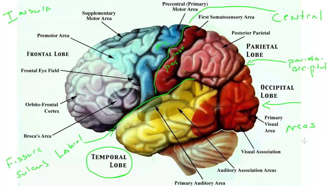 What Does The Cerebral Cortex Consist Of