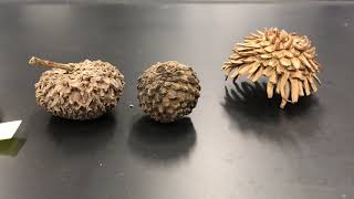 Acorn Identification