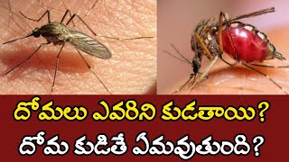 దోమలు ఎవరిని కుడతాయి? దోమ కుడితే ఏమవుతుంది? Mosquito 🦟| Facts| Truth | Amazing Facts | True or false