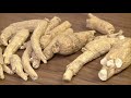 maryland farm u0026 harvest growing ginseng