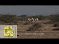 Wild Ass Sanctuary - Kutch, Gujarat