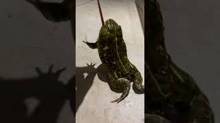 非洲牛蛙吞了一只老鼠 African bullfrog swallows a mouse