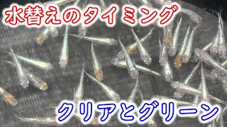 【めだか】水替えのタイミング　例を分かりやすい二つのパターンでお見せします。Ｂ型おやじ