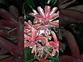 BROMELIAD 'Neoregelia Fireball' | Like & Subscribe #shorts #asmr #youtubeshorts