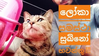 ලෝකාසමස්ථා සුඛිනෝභවන්තූ සියලු සතුන් ලොව සුවපත් වේවා දුකින් මිදේවා - අපේ සඳුනීට සුගතියක්ම නිවනම වේවා