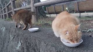 美猫のミミちゃん\u0026麦ワラのお母さん❗ボランティアお母さんから朝ご飯⤴️パクパク⤴️ミミちゃん、お母さんから目脂フキフキ⤴️綺麗になりました❤️