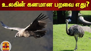 உலகின் கனமான பறவை எது?