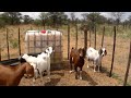 tswana goat kraal in botswana